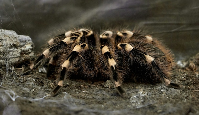 Edina Tarantula Toss Trial Ends in Guilty Verdict