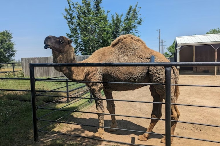 Escondido Wine Lovers Revolt Over Camel Ride Stunt