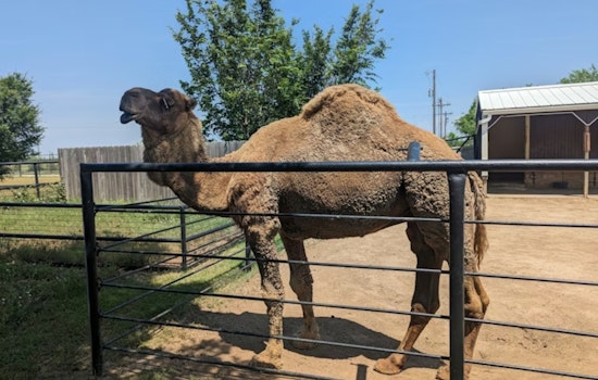Escondido Wine Lovers Revolt Over Camel Ride Stunt