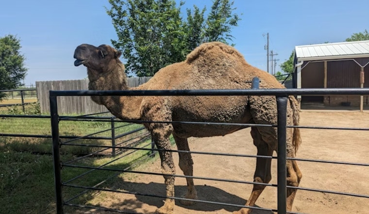Escondido Wine Lovers Revolt Over Camel Ride Stunt