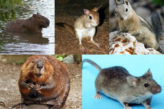Essex County Rat Surrender Floods Local Shelters With 163 Pets