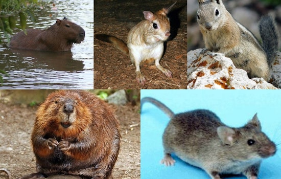 Essex County Rat Surrender Floods Local Shelters With 163 Pets