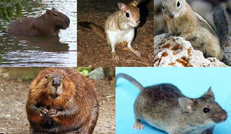 Essex County Rat Surrender Floods Local Shelters With 163 Pets