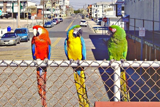 Ex-Hollywood Madam’s Macaws Ruffle Feathers In East Las Vegas Skies