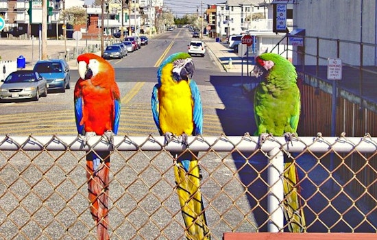 Ex-Hollywood Madam’s Macaws Ruffle Feathers In East Las Vegas Skies