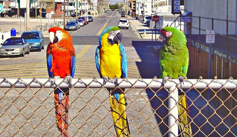 Ex-Hollywood Madam’s Macaws Ruffle Feathers In East Las Vegas Skies
