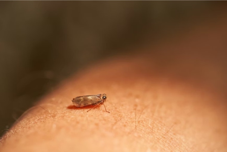 Facebook Furor Erupts Over Alleged Bed Bugs at Cleveland Heights Senior Home