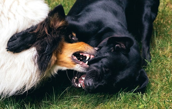 Feds Bust Hacienda Heights Man In Alleged Backyard Dogfighting Ring