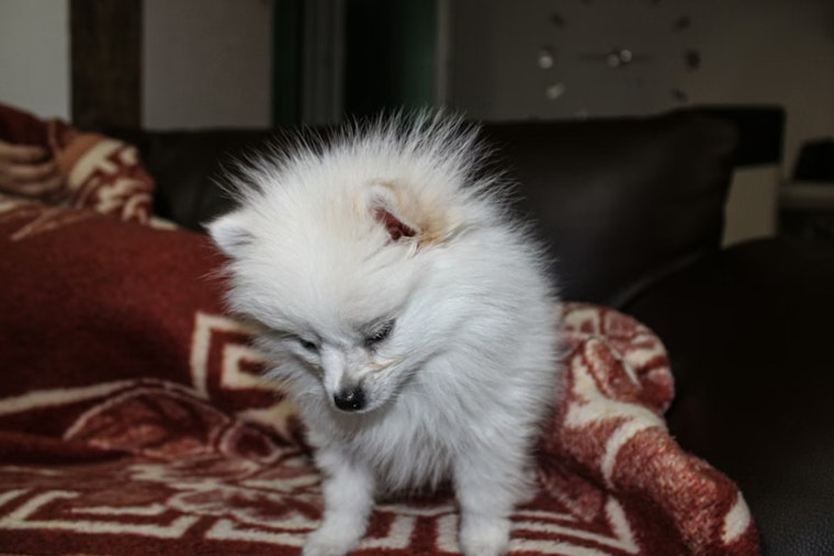 Filthy Greenpoint Pup Den Busted, Pomeranian Pack Now Needs Homes