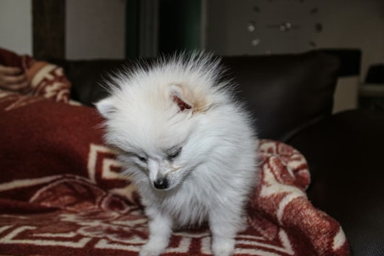 Filthy Greenpoint Pup Den Busted, Pomeranian Pack Now Needs Homes
