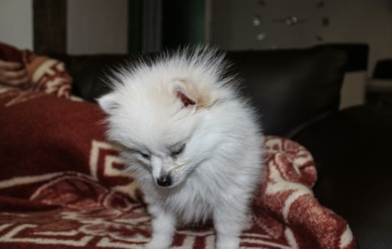Filthy Greenpoint Pup Den Busted, Pomeranian Pack Now Needs Homes