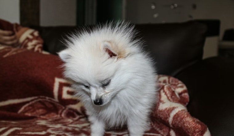 Filthy Greenpoint Pup Den Busted, Pomeranian Pack Now Needs Homes