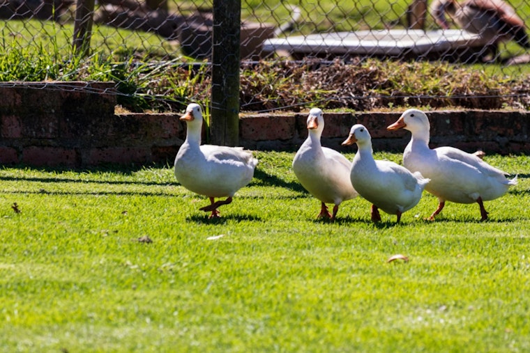 Foie Gras War Flares As NYC Wins Big In Ban Fight
