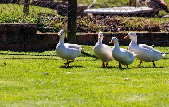 Foie Gras War Flares As NYC Wins Big In Ban Fight
