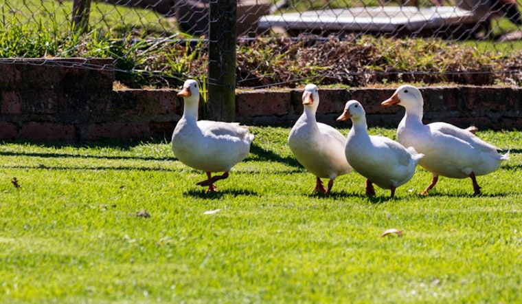 Foie Gras War Flares As NYC Wins Big In Ban Fight