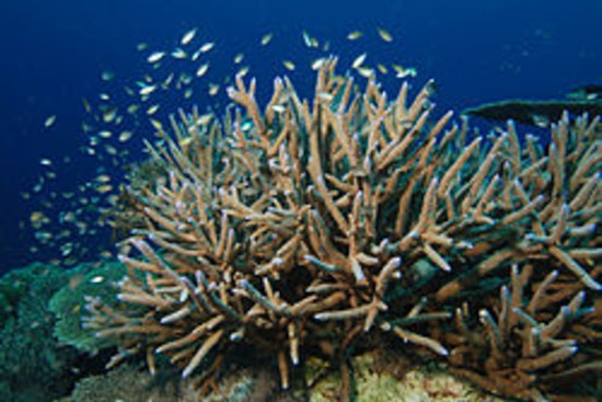 Fort Lauderdale Coral Showdown as Port Deepening Plan Puts Rare Reef on the Line