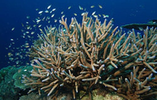 Fort Lauderdale Coral Showdown as Port Deepening Plan Puts Rare Reef on the Line