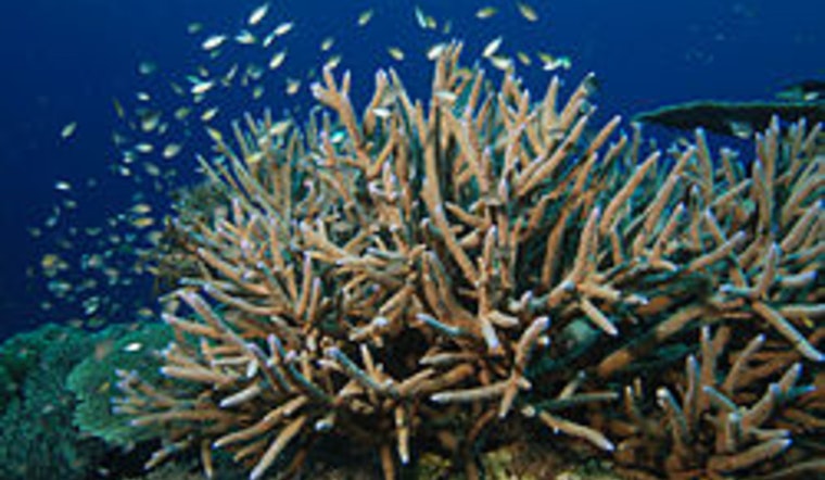 Fort Lauderdale Coral Showdown as Port Deepening Plan Puts Rare Reef on the Line