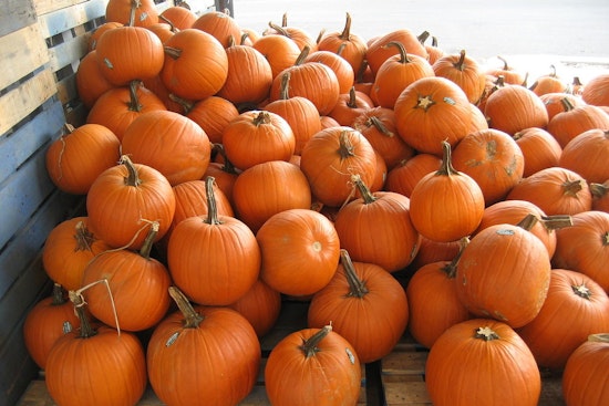 Franklin PumpkinFest Blows Up Into First-Ever Two-Day Street Bash