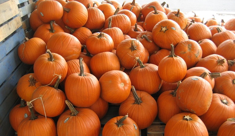 Franklin PumpkinFest Blows Up Into First-Ever Two-Day Street Bash