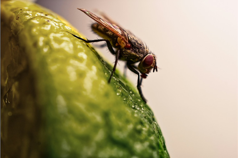 Fruit Fly Invasion Locks Down La Mesa Backyards