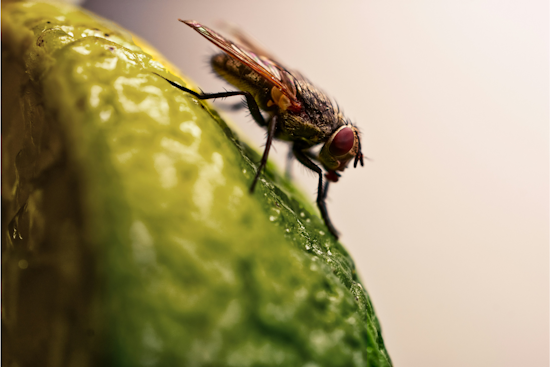 Fruit Fly Invasion Locks Down La Mesa Backyards