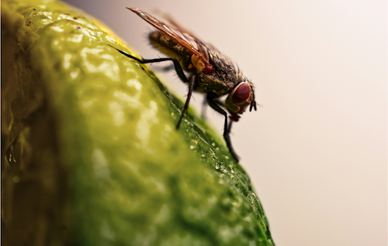 Fruit Fly Invasion Locks Down La Mesa Backyards