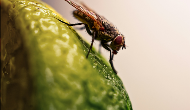 Fruit Fly Invasion Locks Down La Mesa Backyards