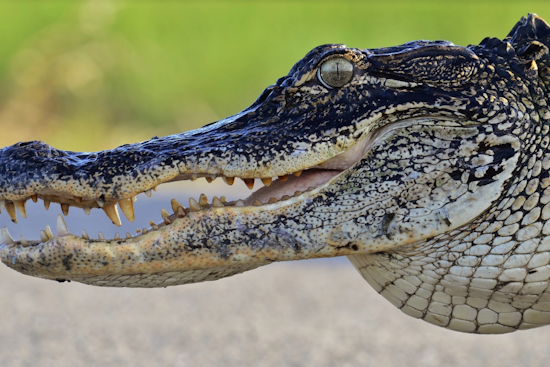 Gators Crash Orlando Yards as Mating Season Heats Up
