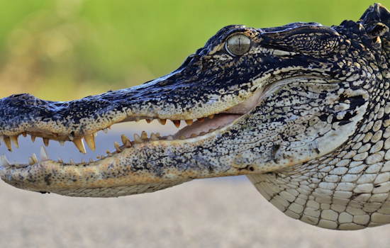 Gators Crash Orlando Yards as Mating Season Heats Up