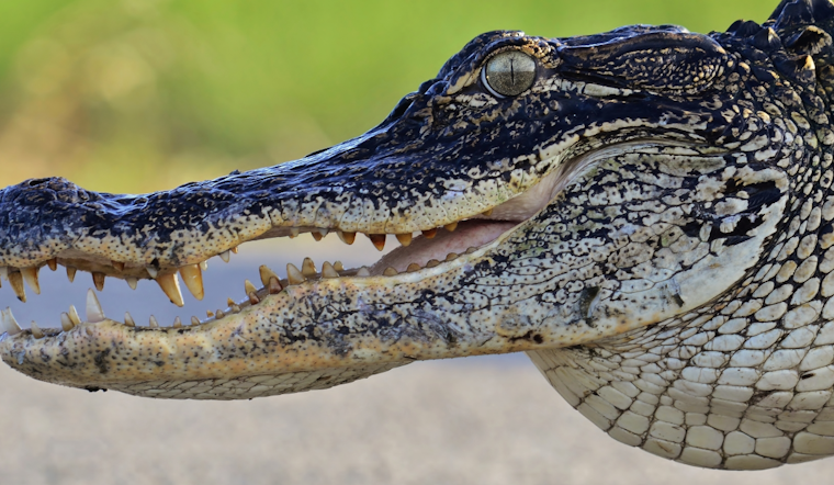 Gators Crash Orlando Yards as Mating Season Heats Up