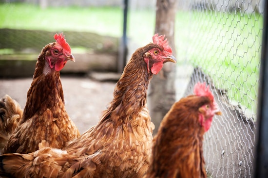 Georgia Chicken Trade Roars Back After Bird Flu Scare