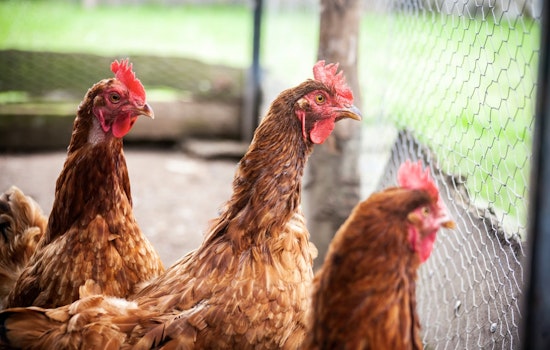 Georgia Chicken Trade Roars Back After Bird Flu Scare