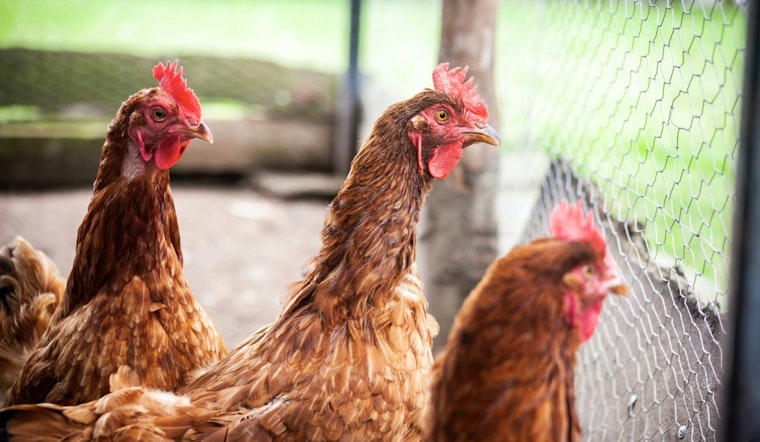 Georgia Chicken Trade Roars Back After Bird Flu Scare