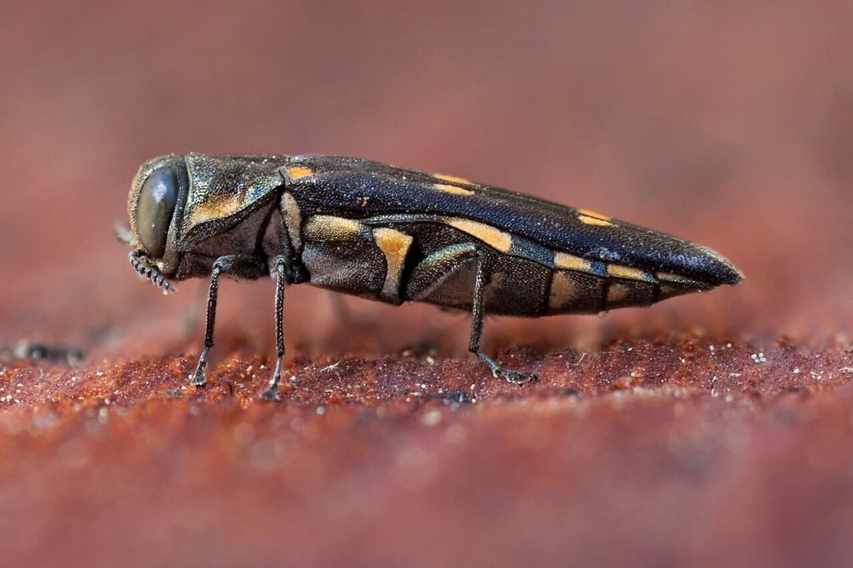 Goldspotted Oak Borer Kills 200,000 Oaks in SoCal