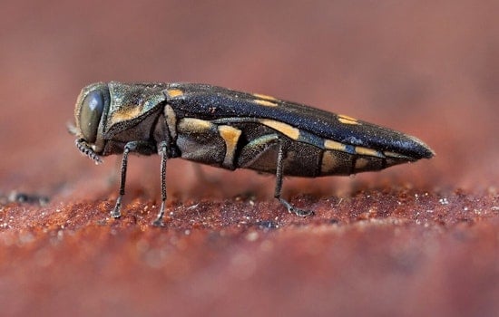 Goldspotted Oak Borer Kills 200,000 Oaks in SoCal