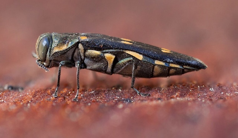 Goldspotted Oak Borer Kills 200,000 Oaks in SoCal