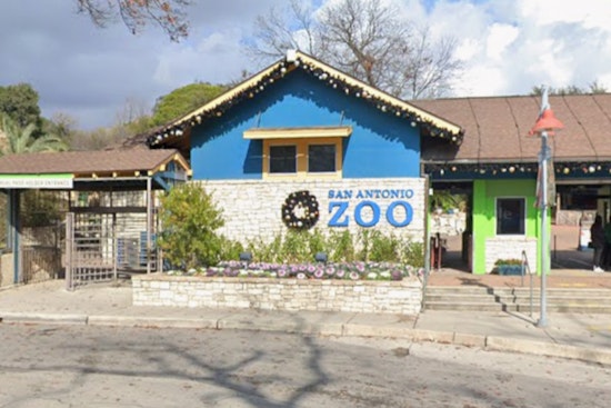 Gorillas Storm Back To San Antonio Zoo With New Congo Falls Habitat