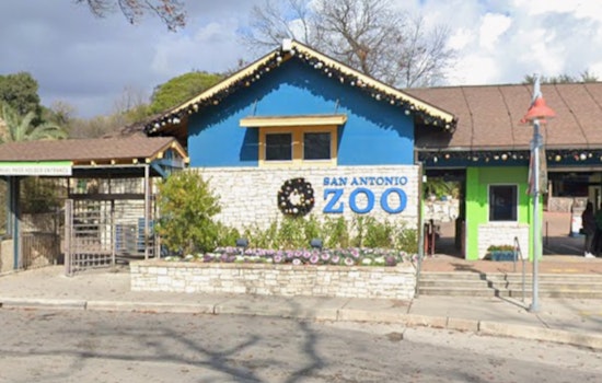 Gorillas Storm Back To San Antonio Zoo With New Congo Falls Habitat