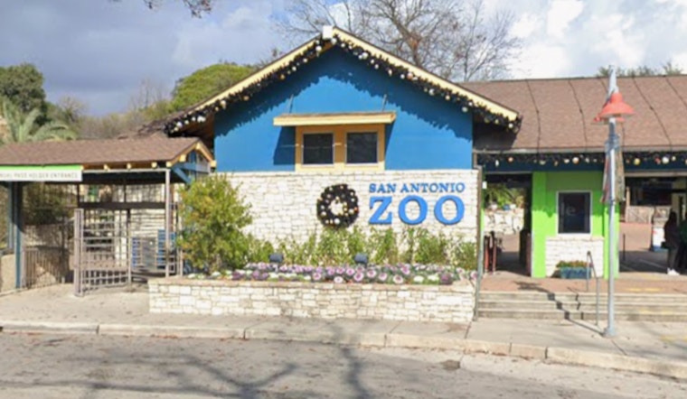 Gorillas Storm Back To San Antonio Zoo With New Congo Falls Habitat