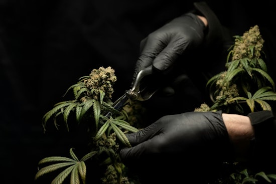 Grand Rapids Pot Cash Vanishes, Michigan Dispensaries Cry Foul