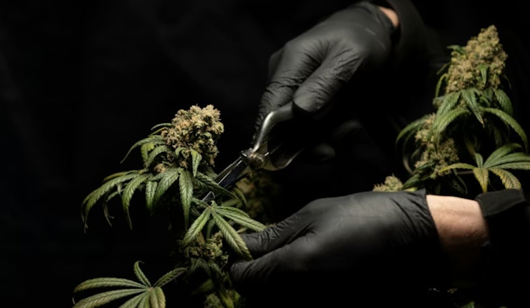 Grand Rapids Pot Cash Vanishes, Michigan Dispensaries Cry Foul
