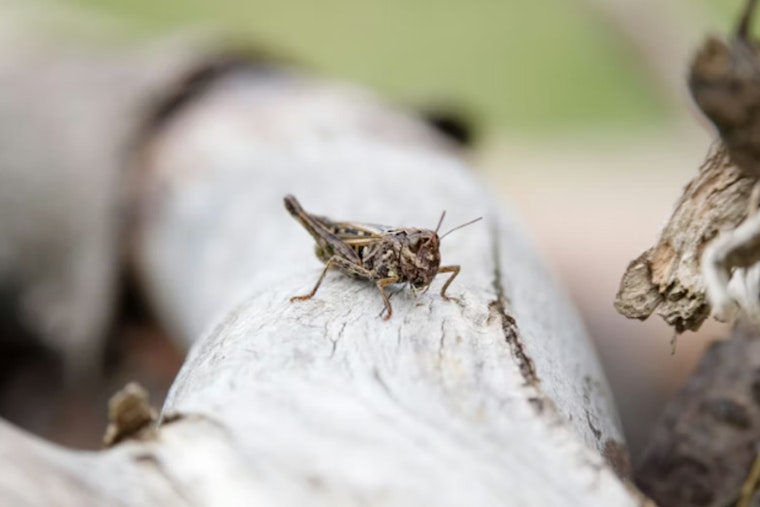 Grasshopper Swarm Hits Vegas, Has Neighbors Bracing for Scorpion Surge