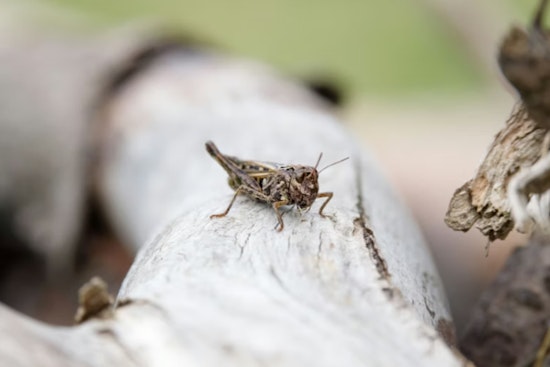 Grasshopper Swarm Hits Vegas, Has Neighbors Bracing for Scorpion Surge