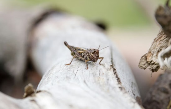 Grasshopper Swarm Hits Vegas, Has Neighbors Bracing for Scorpion Surge