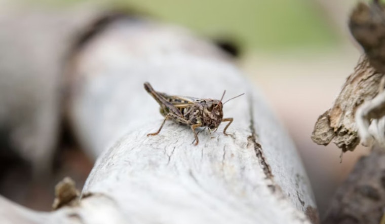 Grasshopper Swarm Hits Vegas, Has Neighbors Bracing for Scorpion Surge