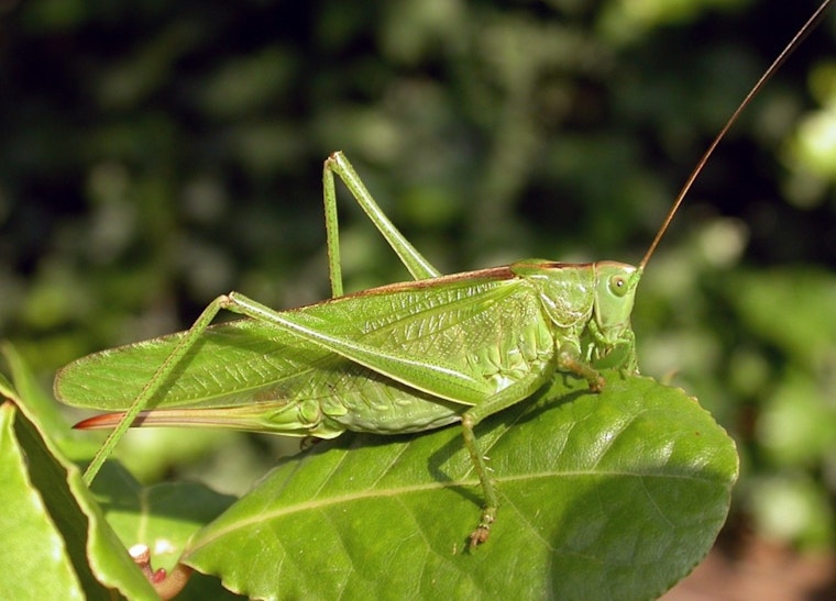 Grasshopper Swarms Descend on L.A. Gardens This Spring