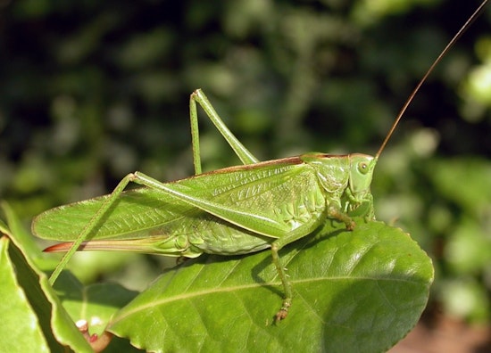 Grasshopper Swarms Descend on L.A. Gardens This Spring