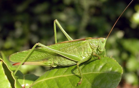 Grasshopper Swarms Descend on L.A. Gardens This Spring