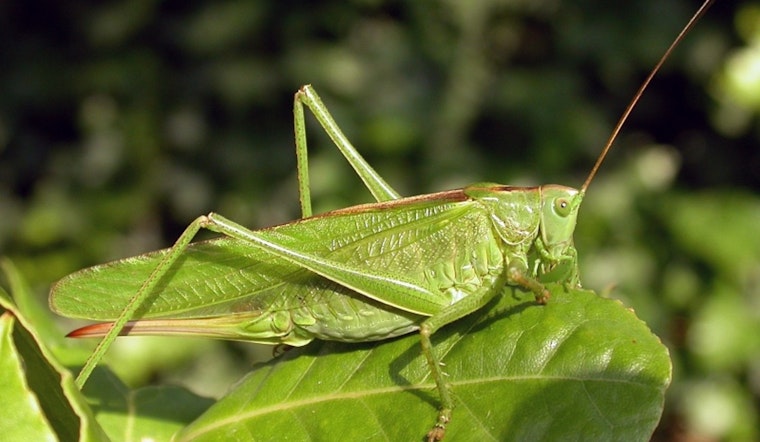 Grasshopper Swarms Descend on L.A. Gardens This Spring